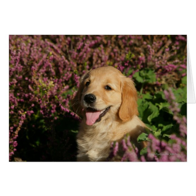 Puppy (Vorderseite (Horizontal))