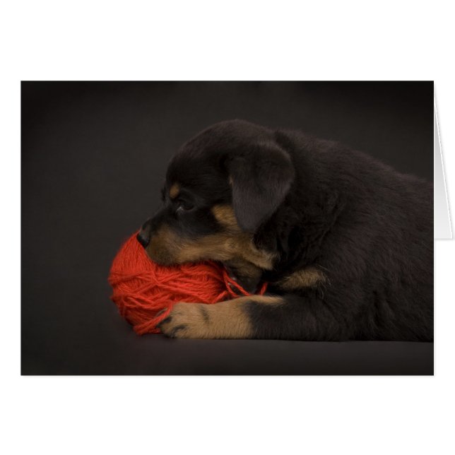 Puppy 2 (Vorderseite (Horizontal))