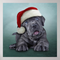 Puppy Cane Corso in rotem Hut des Weihnachtsmannes
