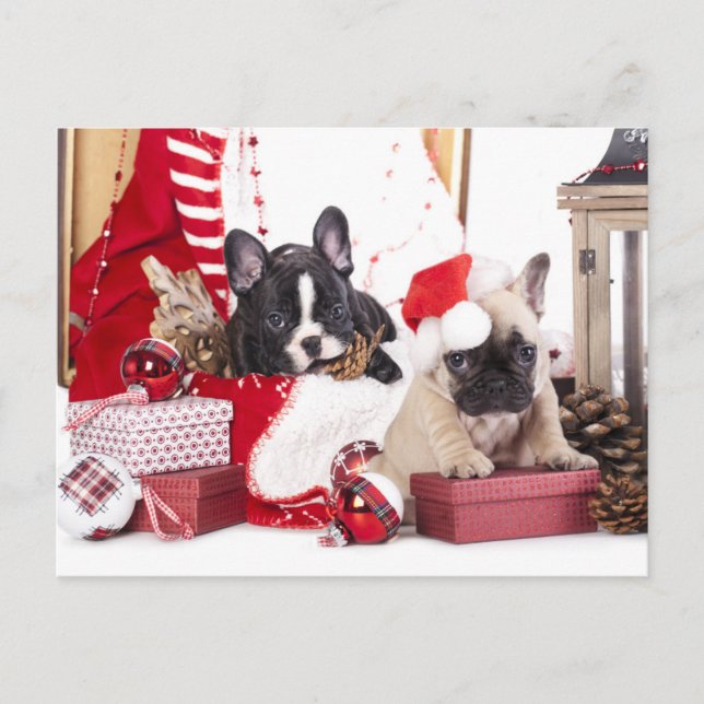 Puppy Christmas French Bulldog Feiertagspostkarte (Vorderseite)