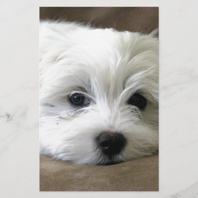 Puppy Eyes (Vorderseite)