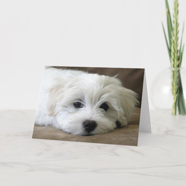 Puppy Eyes Karte (Vorderseite)