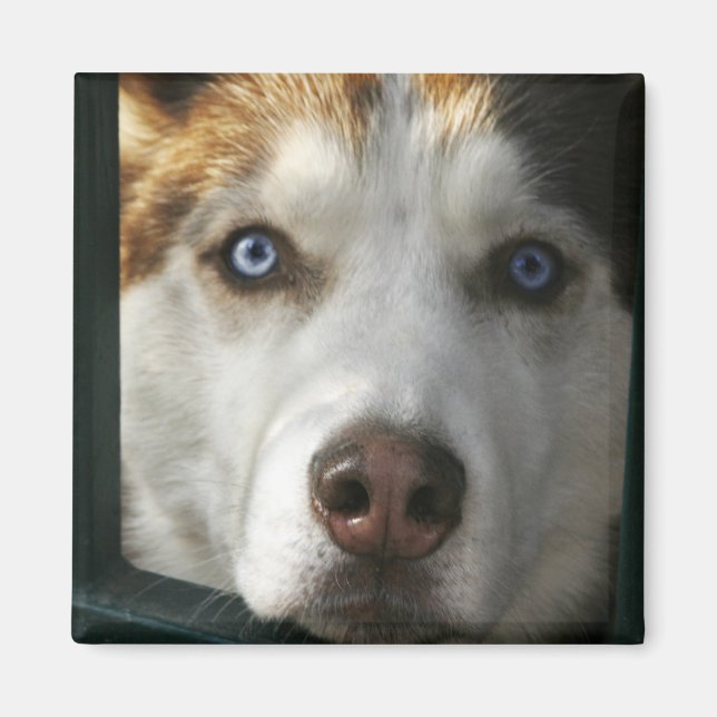 Puppy Eyes Magnet (Vorne)