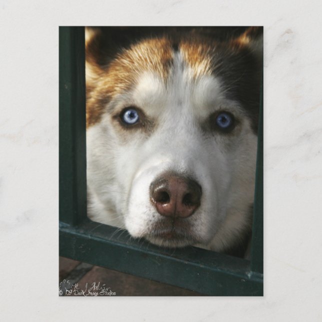 Puppy Eyes Postkarte (Vorderseite)