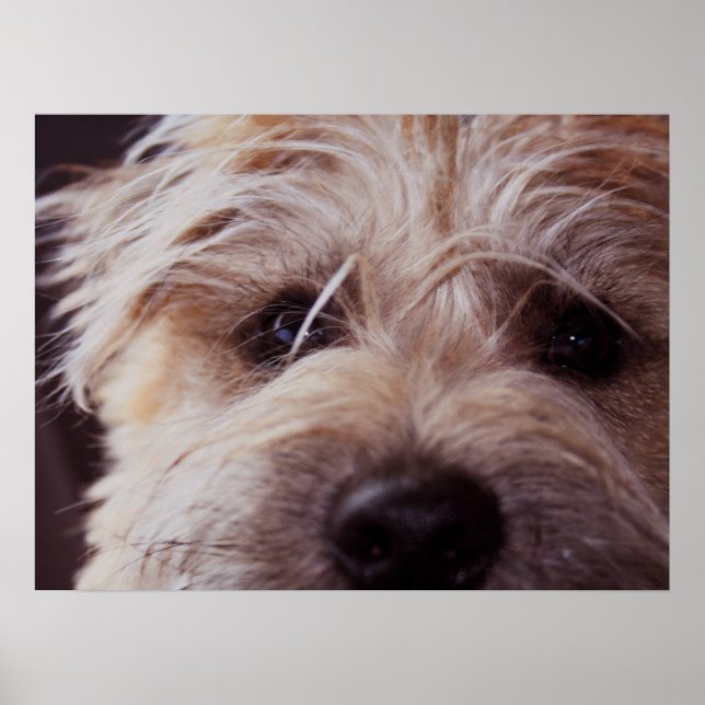 Puppy face close up Poster (Vorne)