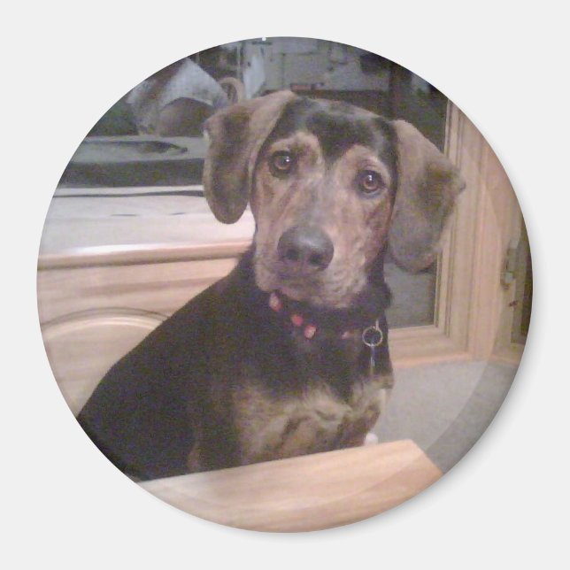 Puppy Gaze Magnet (Vorne)