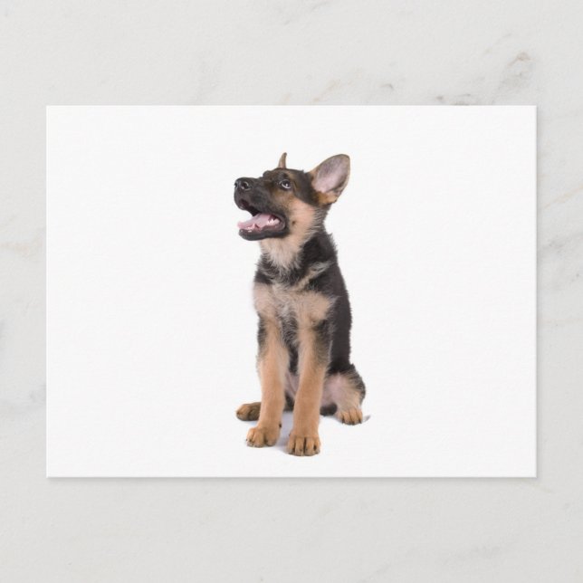 Puppy German shepherd Postkarte (Vorderseite)