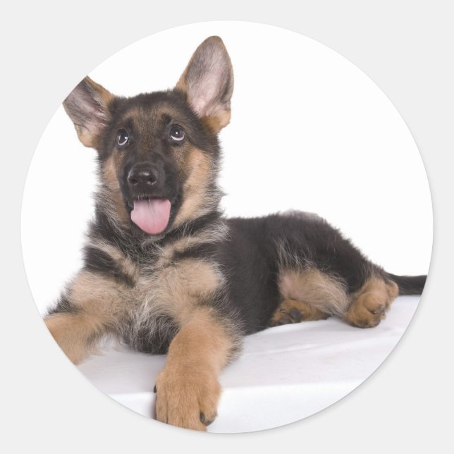 Puppy German shepherd Runder Aufkleber (Vorderseite)