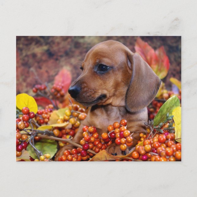 Puppy im Herbst Dackel Postkarte (Vorderseite)