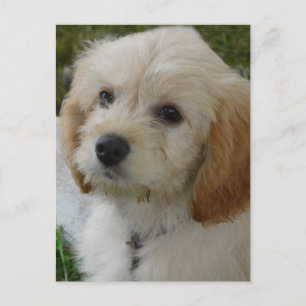 Puppy Love - Cute MaltiPoo Dog Photo Postkarte