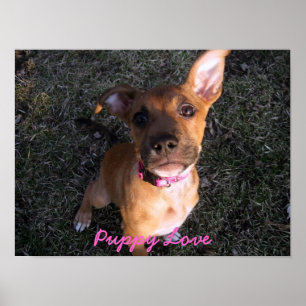 Puppy Love poster