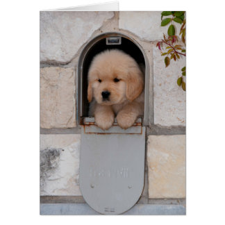 Puppy Mail