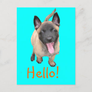 Puppy Malinois Postkarte