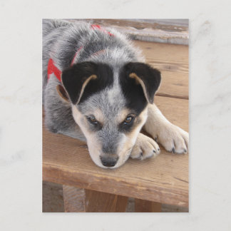 Puppy Mischief Postkarte