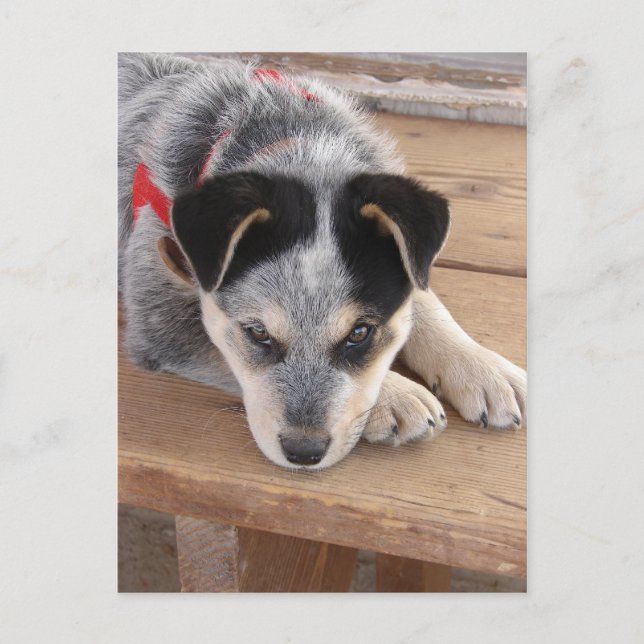 Puppy Mischief Postkarte (Vorderseite)