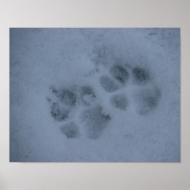 Puppy Paw Prints im Schnee Poster (Vorne)