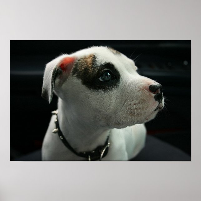 Puppy Pit Bull T-Bone Poster (Vorne)