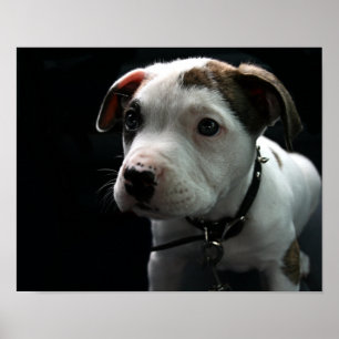 Puppy Pit Bull T-Bone Poster