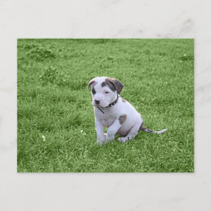 Puppy Pit Bull T-Bone Postkarte