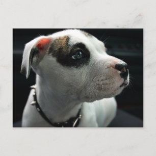 Puppy Pit Bull T-Bone Postkarte