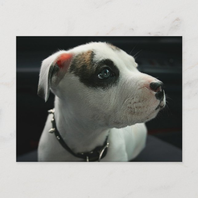 Puppy Pit Bull T-Bone Postkarte (Vorderseite)