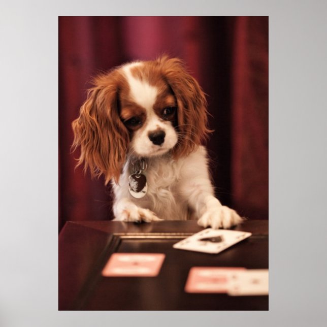 Puppy Plays Cards Poster (Vorne)