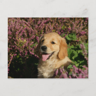 Puppy Postkarte