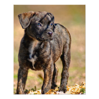 Puppy-Profil-Portrait Fotodruck