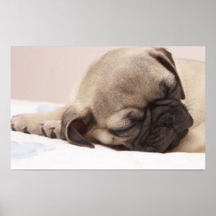 Puppy Soundly Sleeping Poster
