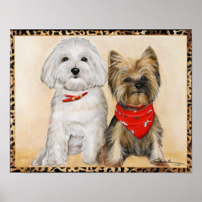 Pups aus Maltesisch und Yorkie Poster (Vorne)