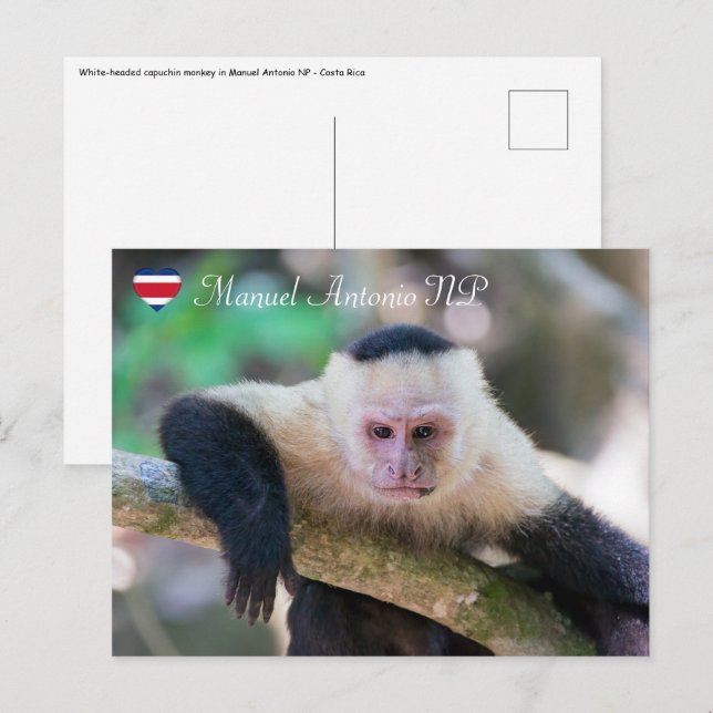Pura vida für den weißen Kapuzineraffen Postkarte (Vorne/Hinten)