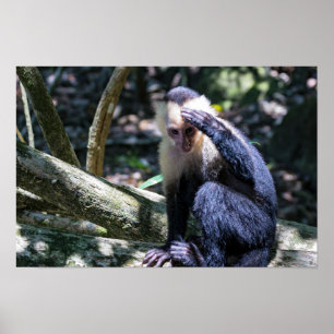 Pura Vida für Weißgesichtskapuziner Poster