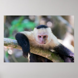 Pura Vida für Weißgesichtskapuzineraffe Poster