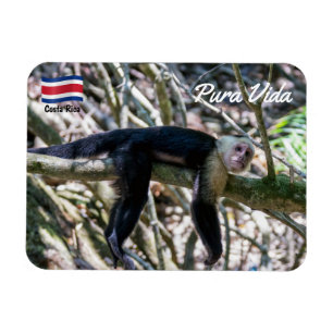 Pura Vida für Weißkopf-Kapuzineraffe Magnet