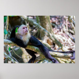 Pura vida für Weißkopf-Kapuzineraffe Poster