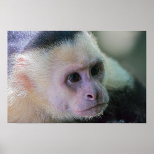 Pura Vida für Weißkopf-Kapuzineraffe Poster