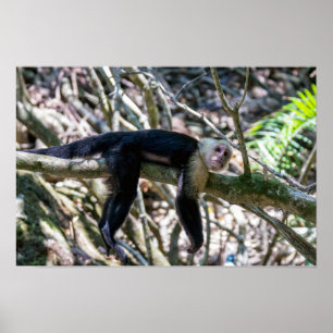 Pura Vida für Weißkopf-Kapuzineraffe Poster