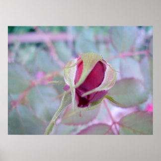 Pure Elegance Poster