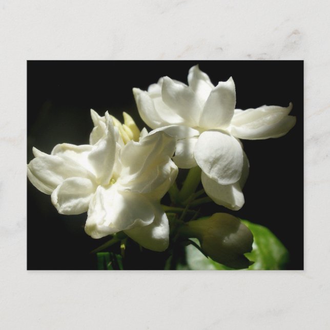 Pure Jasmine Postkarte (Vorderseite)