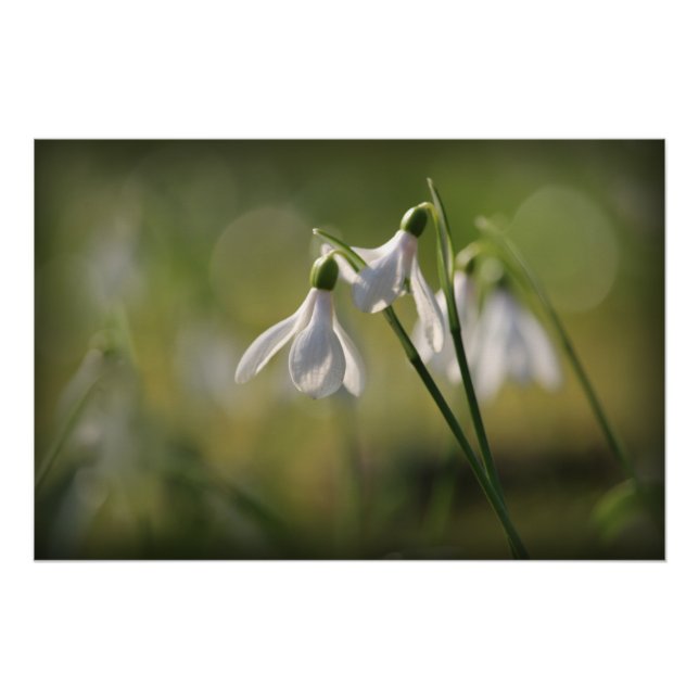 Pure White Snowdrops in Spring Poster (Vorderseite)