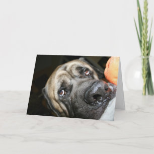 Purebred English Mastiff Foto Karte
