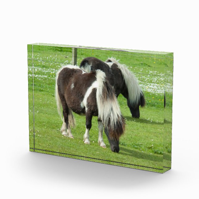 Purebred Shetland Paint Ponies Fotoblock (Rechts)