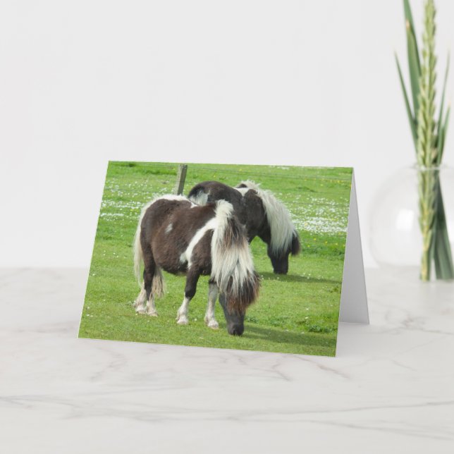 Purebred Shetland Paint Ponies Karte (Vorderseite)