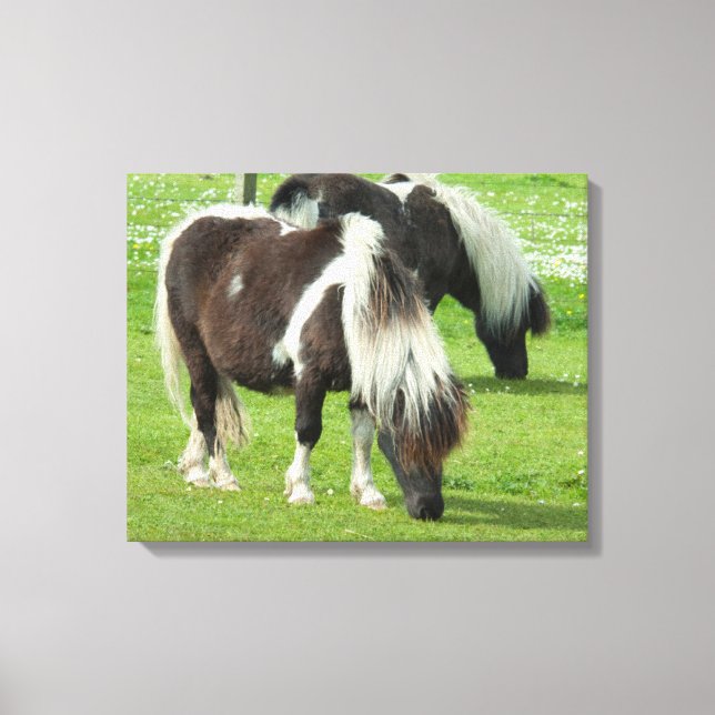Purebred Shetland Paint Ponies Leinwanddruck (Vorderseite)