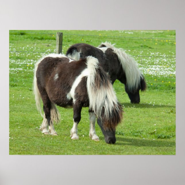 Purebred Shetland Paint Ponies Poster (Vorne)