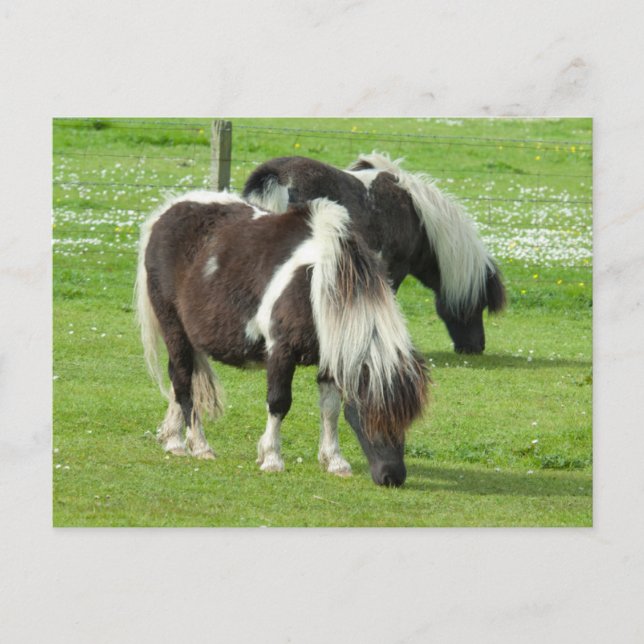 Purebred Shetland Paint Ponies Postkarte (Vorderseite)