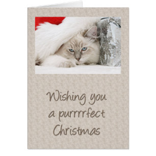 Purfect Kitty Christmas