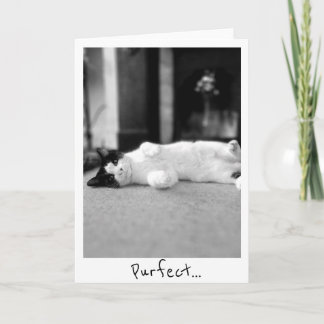 Purfect Kitty Greetings Card Karte