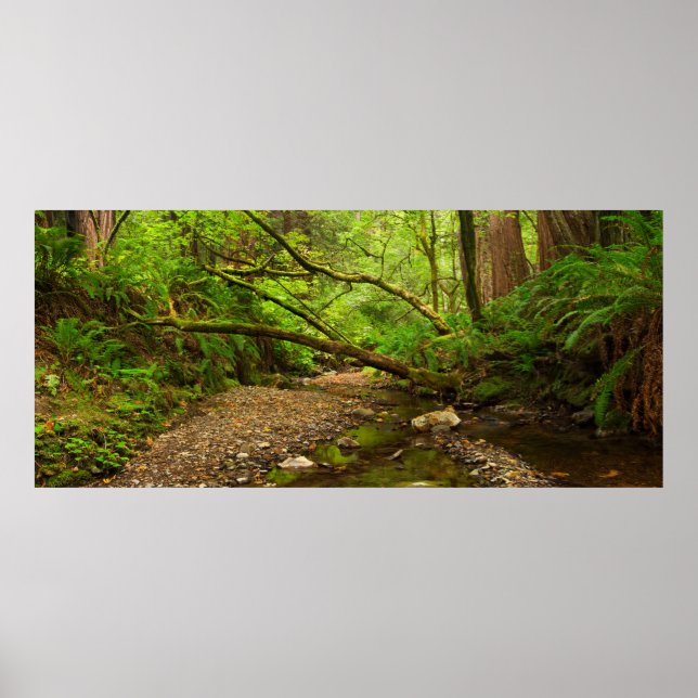 Purisima Creek Redwoods, Kalifornien Poster (Vorne)