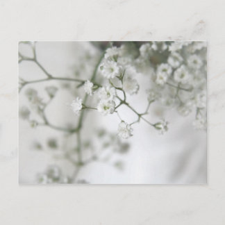 Purity Postcard Postkarte